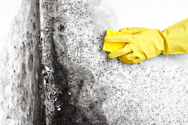 Best HVAC Mold Remediation in Mangum, OK