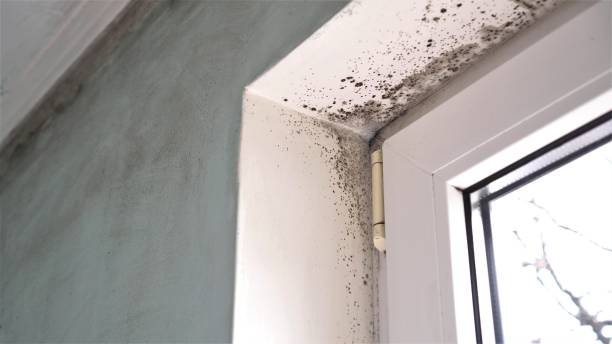 Best Insurance-Related Mold Remediation in Mangum, OK