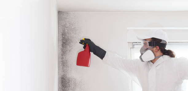 Best Commercial Mold Remediation in Mangum, OK