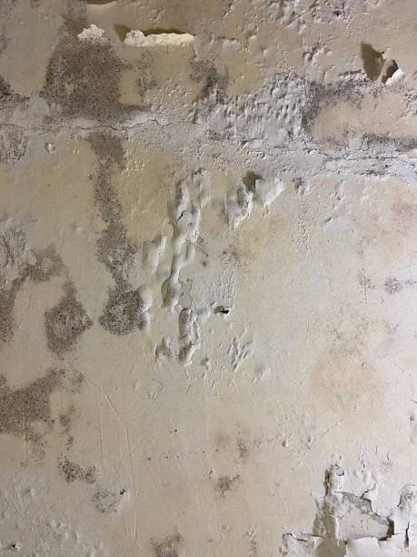 Best Mold Remediation for Schools in Mangum, OK