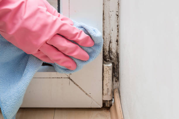 Best Health and Safety Mold Remediation in Mangum, OK